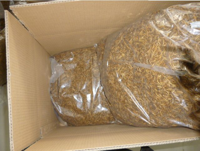 Bulk Dried mealworm supplier in Switzerland